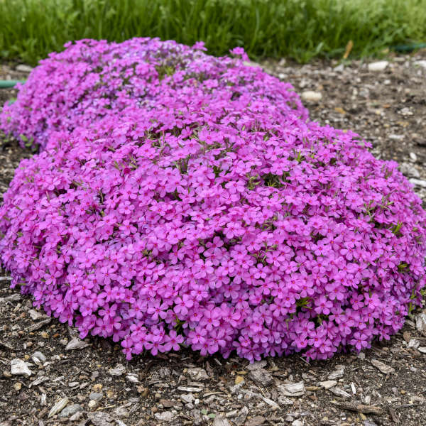 Phlox subulata