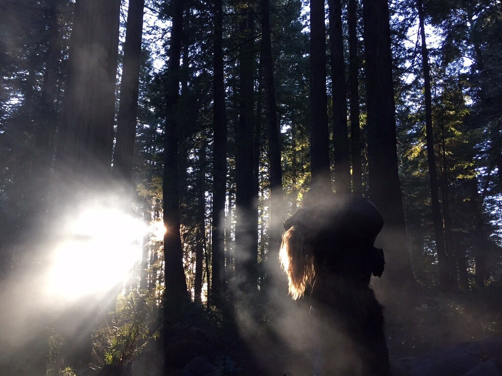 Фильм ужасов «Первобытная ярость»